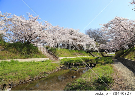 玉川堤の桜　【京都府井手町】 88440327