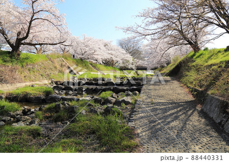 玉川堤の桜 【京都府井手町】 玉川堤の桜 【京都府井手町】 88440331