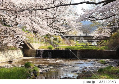 玉川堤の桜　【京都府井手町】 88440343