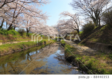 玉川堤の桜 【京都府井手町】 玉川堤の桜 【京都府井手町】 88440353