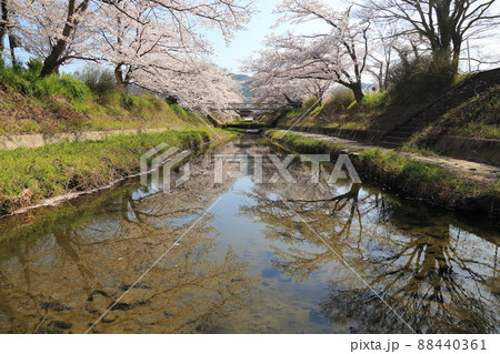 玉川堤の桜　【京都府井手町】 88440361