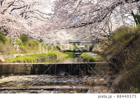 玉川堤の桜 【京都府井手町】 玉川堤の桜 【京都府井手町】 88440375