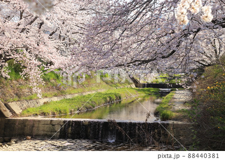 玉川堤の桜 【京都府井手町】 玉川堤の桜 【京都府井手町】 88440381