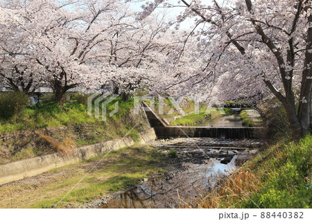 玉川堤の桜　【京都府井手町】 88440382