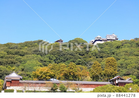 【愛媛県】城山公園から見た秋の松山城(現存12天守) 【愛媛県】城山公園から見た秋の松山城(現存12天守) 88441278
