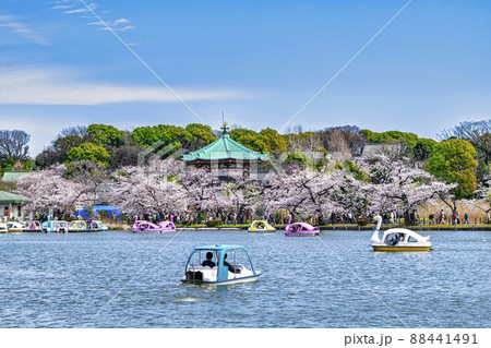 東京都 上野公園 ボート池 満開の桜 東京都 上野公園 ボート池 満開の桜 88441491