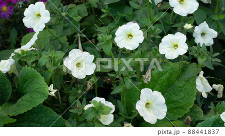 Bush of white petunias. Petunia inflorescences close-up on a background of green leaves. 88441837
