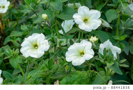 Bush of white petunias. Petunia inflorescences close-up on a background of green leaves. Bush of white petunias. Petunia inflorescences close-up on a background of green leaves. 88441838