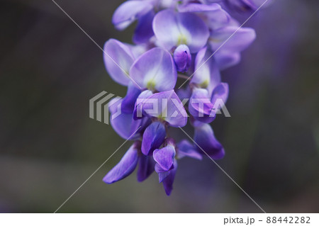 Purple Chinese wisteria is a species of flowering plant in the pea. Purple Chinese wisteria is a species of flowering plant in the pea. 88442282