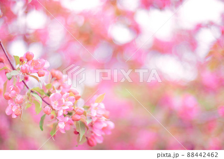 Branches with pink flowers on blurred green background Branches with pink flowers on blurred green background 88442462