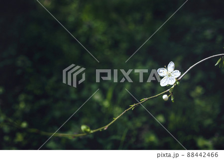 Branch with white flower on blurred dark green background Branch with white flower on blurred dark green background 88442466