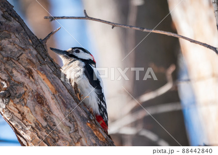Little woodpecker sits on a tree trunk. The great spotted woodpecker, Dendrocopos major 88442840