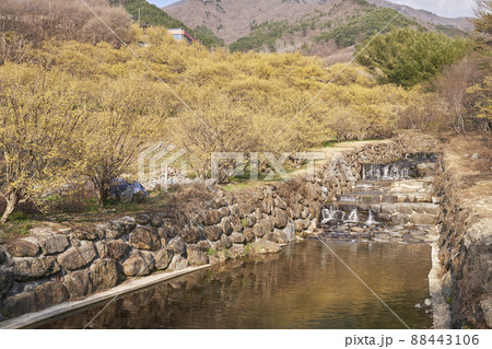 滝 サンシュユ 風景 88443106