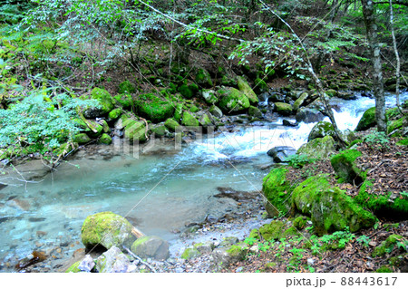 石楠花橋付近の一ノ瀬川 石楠花橋付近の一ノ瀬川 88443617