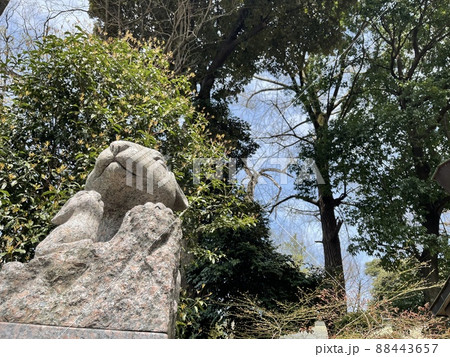 うさぎ神社のうさぎの狛犬 うさぎ神社のうさぎの狛犬 88443657