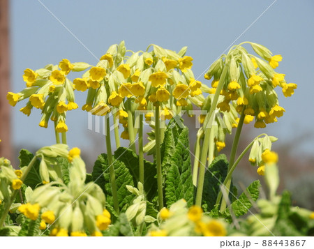 満開のサクラソウ科の多年草「カウスリップ」の花 88443867