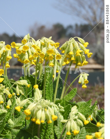 満開のサクラソウ科の多年草「カウスリップ」の花 満開のサクラソウ科の多年草「カウスリップ」の花 88443868