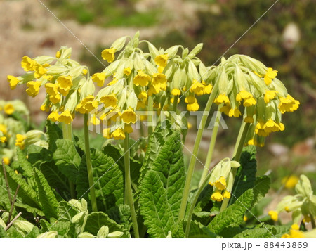 満開のサクラソウ科の多年草「カウスリップ」の花 満開のサクラソウ科の多年草「カウスリップ」の花 88443869