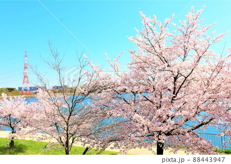 光明池周辺春の風景 88443947