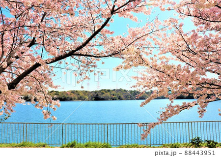 光明池周辺春の風景 88443951