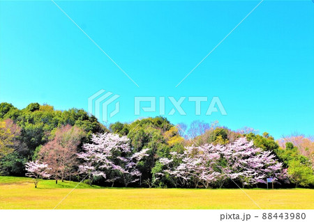 光明池周辺春の風景 88443980