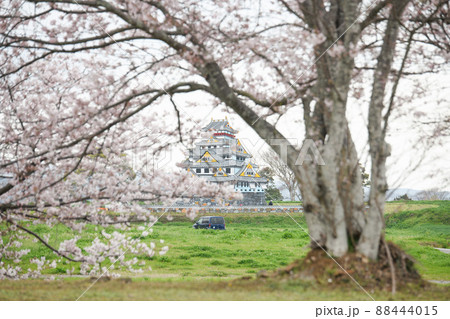 『桜』原城跡　原城一揆まつり一夜城 88444015