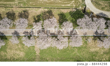 桜 花 木 88444298