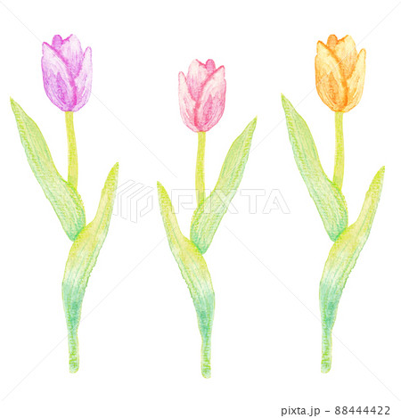 イラスト素材 水彩絵の具で描いたかわいいチューリップ 紫 ピンク 黄色の3本 のイラスト素材