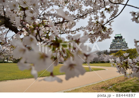 日本の大阪府 春の大阪城公園 満開の桜と立派な天守閣 日本の大阪府 春の大阪城公園 満開の桜と立派な天守閣 88444897