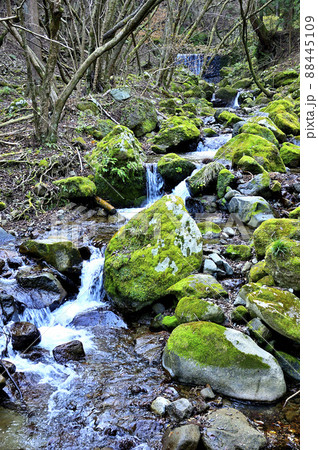 丹沢の三峰山　谷太郎川の白滝沢 88445109
