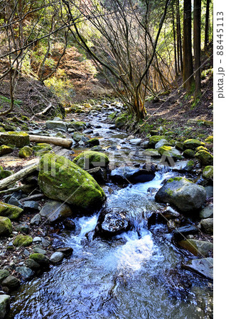丹沢の三峰山　谷太郎川 88445113