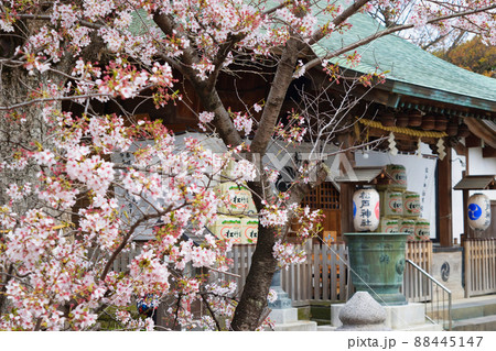 松戸神社の拝殿と美しい桜（千葉県松戸市） 88445147