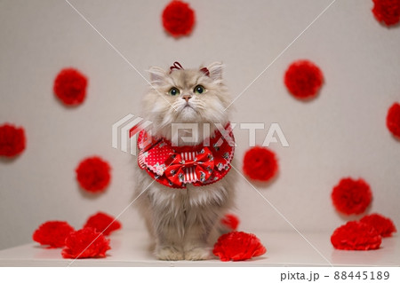 母の日のペルシャ猫 88445189