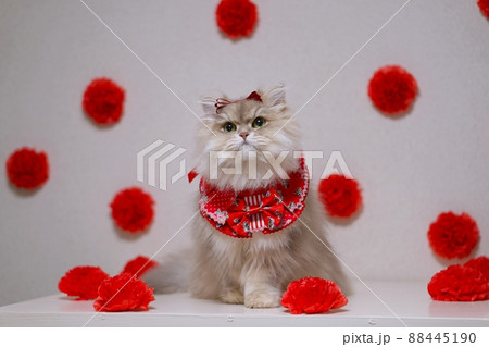 母の日のペルシャ猫 88445190