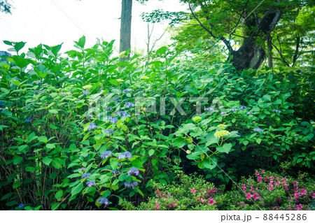 京都府長岡京市柳谷観音楊谷寺の初夏の境内をを撮影したもの 88445286