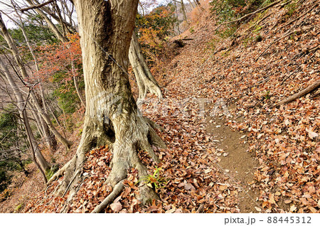 丹沢の大山三峰山 大山三峰縦走コース コナラの登山道 丹沢の大山三峰山 大山三峰縦走コース コナラの登山道 88445312