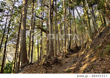 丹沢の大山三峰山 大山三峰縦走コース 森の山道を照らす朝日 丹沢の大山三峰山 大山三峰縦走コース 森の山道を照らす朝日 88445317