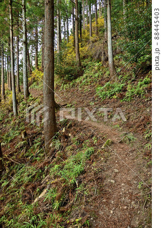 丹沢の大山三峰山 大山三峰縦走コースの登山道 丹沢の大山三峰山 大山三峰縦走コースの登山道 88445403