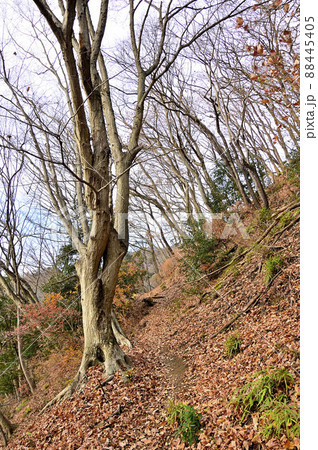 丹沢の大山三峰山 大山三峰縦走コース コナラの登山道 丹沢の大山三峰山 大山三峰縦走コース コナラの登山道 88445405