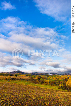 10月の北海道美瑛、紅葉と朝靄・日本 88445479