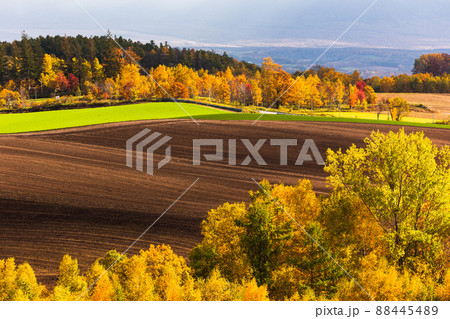 北海道美瑛、10月の紅葉風景・日本 88445489