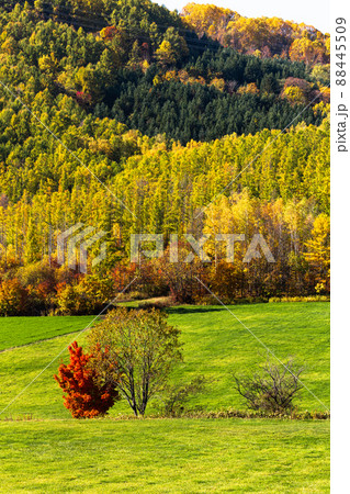 北海道富良野、10月の紅葉風景・日本 北海道富良野、10月の紅葉風景・日本 88445509