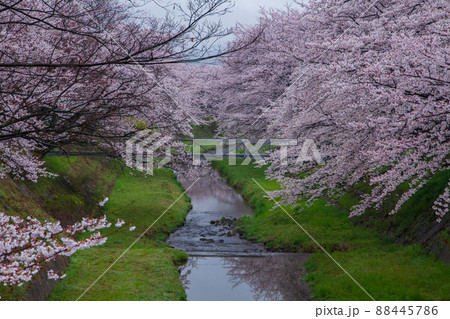 京都府綴喜郡井手町玉川の桜を撮影 京都府綴喜郡井手町玉川の桜を撮影 88445786