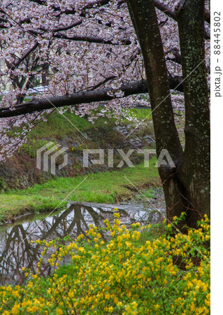 京都府綴喜郡井手町玉川の桜を撮影 88445802