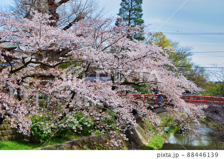 松戸神社 赤い潜龍橋と美しい桜(千葉県松戸市) 松戸神社 赤い潜龍橋と美しい桜(千葉県松戸市) 88446139
