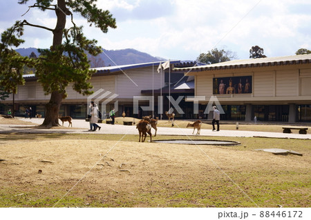 奈良国立博物館（西新館／東新館） 88446172