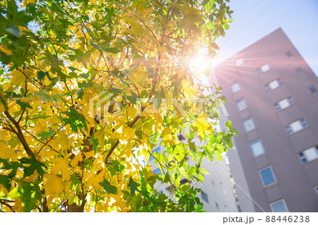 green eco city fresh clean air urban with season change autumn tree. green eco city fresh clean air urban with season change autumn tree. 88446238