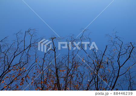 dry tree fall season against blue sky for nature background dry tree fall season against blue sky for nature background 88446239