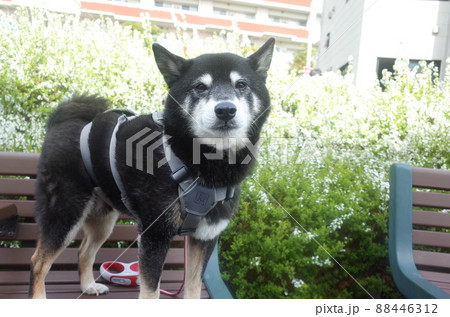 可愛らしい黒柴犬と、満開の雪柳 88446312