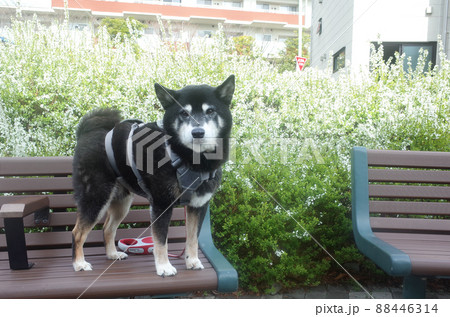 可愛らしい黒柴犬と、満開の雪柳 88446314